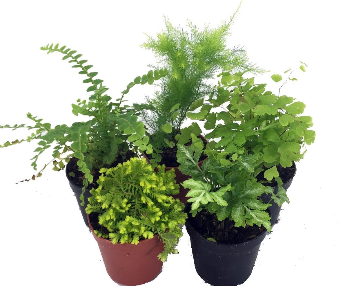 Hirt's Terrarium Kit with 5 Terrarium Plants and 5 Ferns